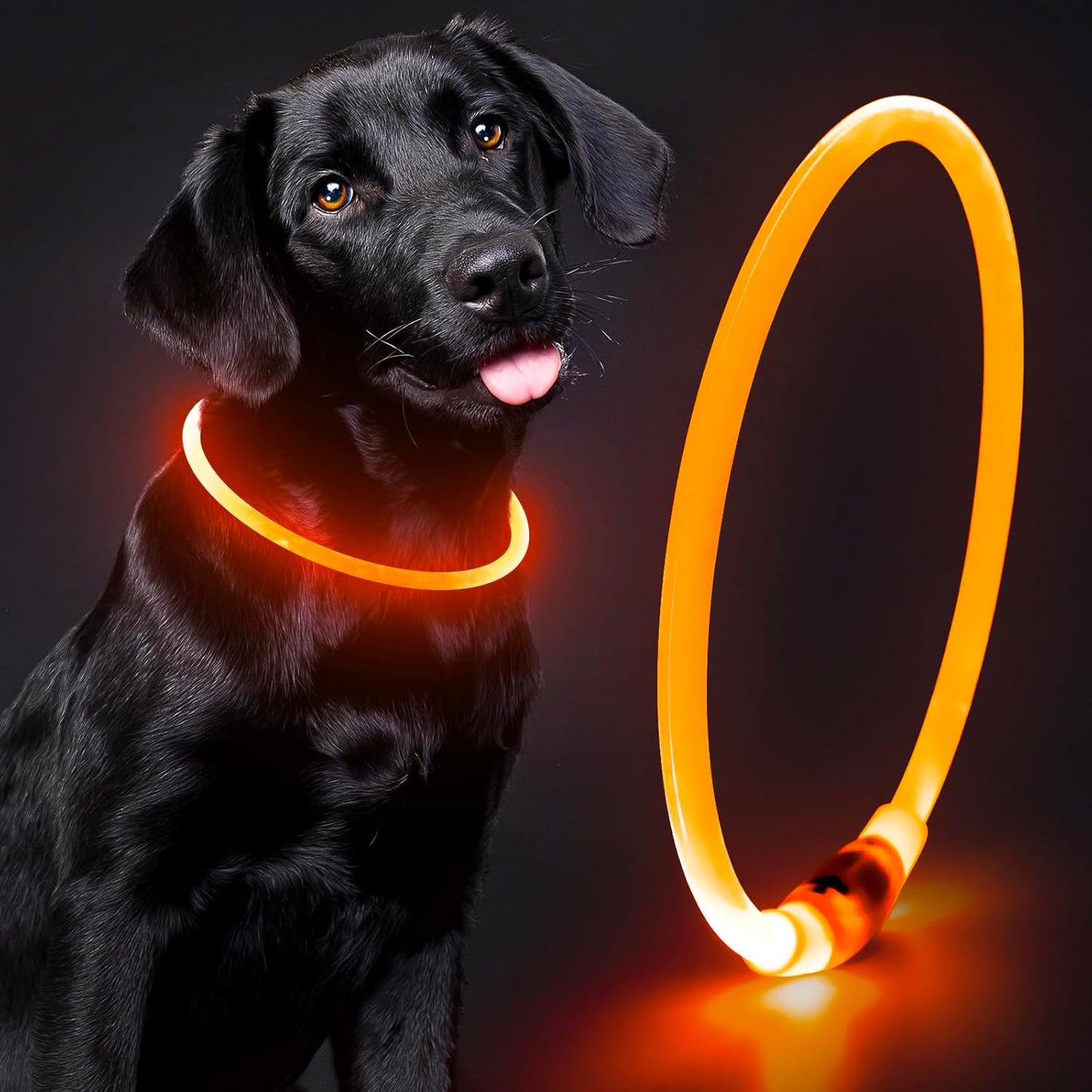 Light up LED Dog Collar - USB Rechargeable, Waterproof, TPU Safety Collar for Night Walks (Adjustable for All Dog Sizes)